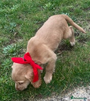 Cocker Spaniel dogs - Advert 15