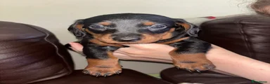Doxiepoo Puppy 2