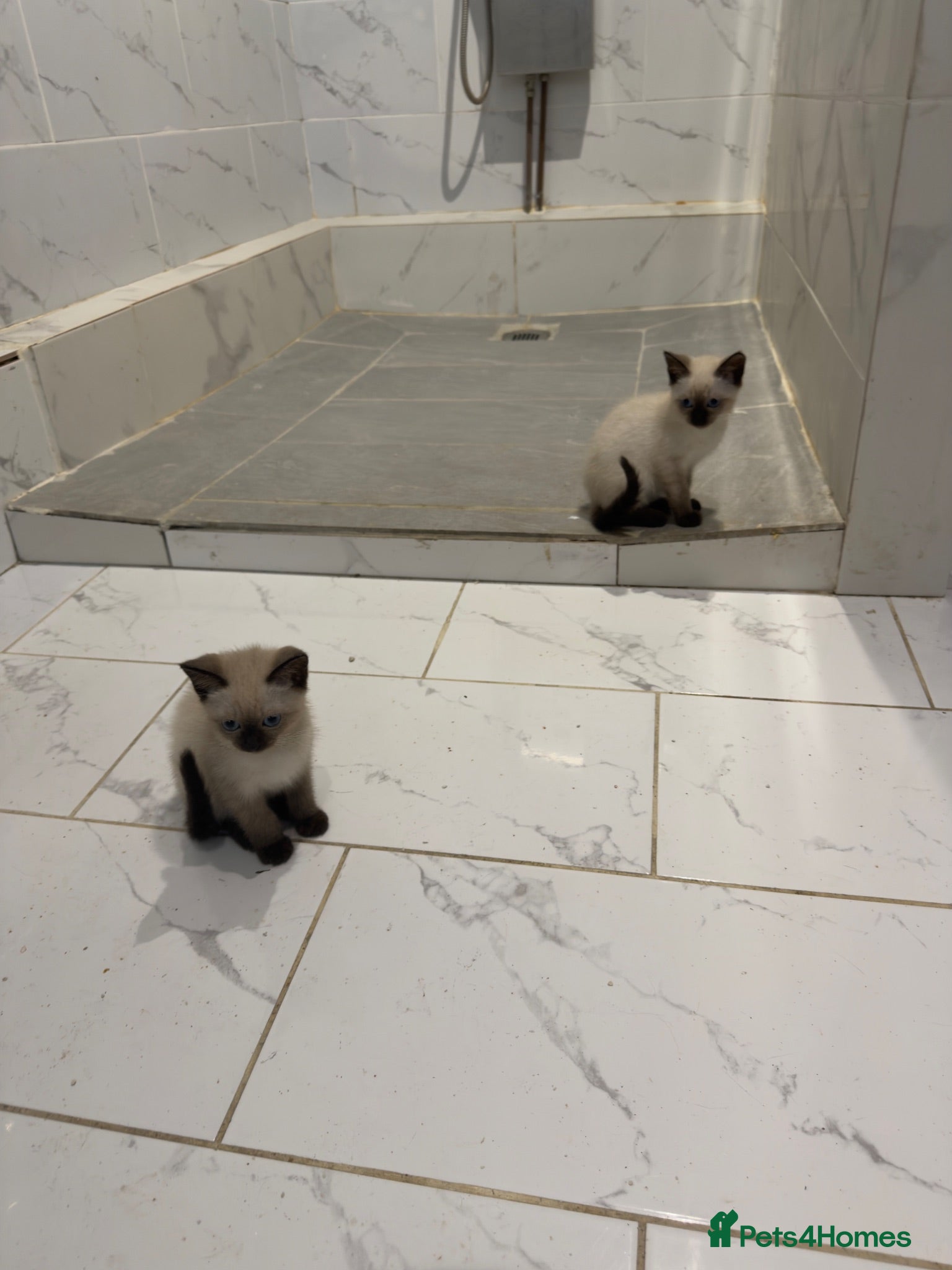Mixed Breed cats BEAUTIFUL SIAMESE X SHORTHAIR KITTENS - Advert 1
