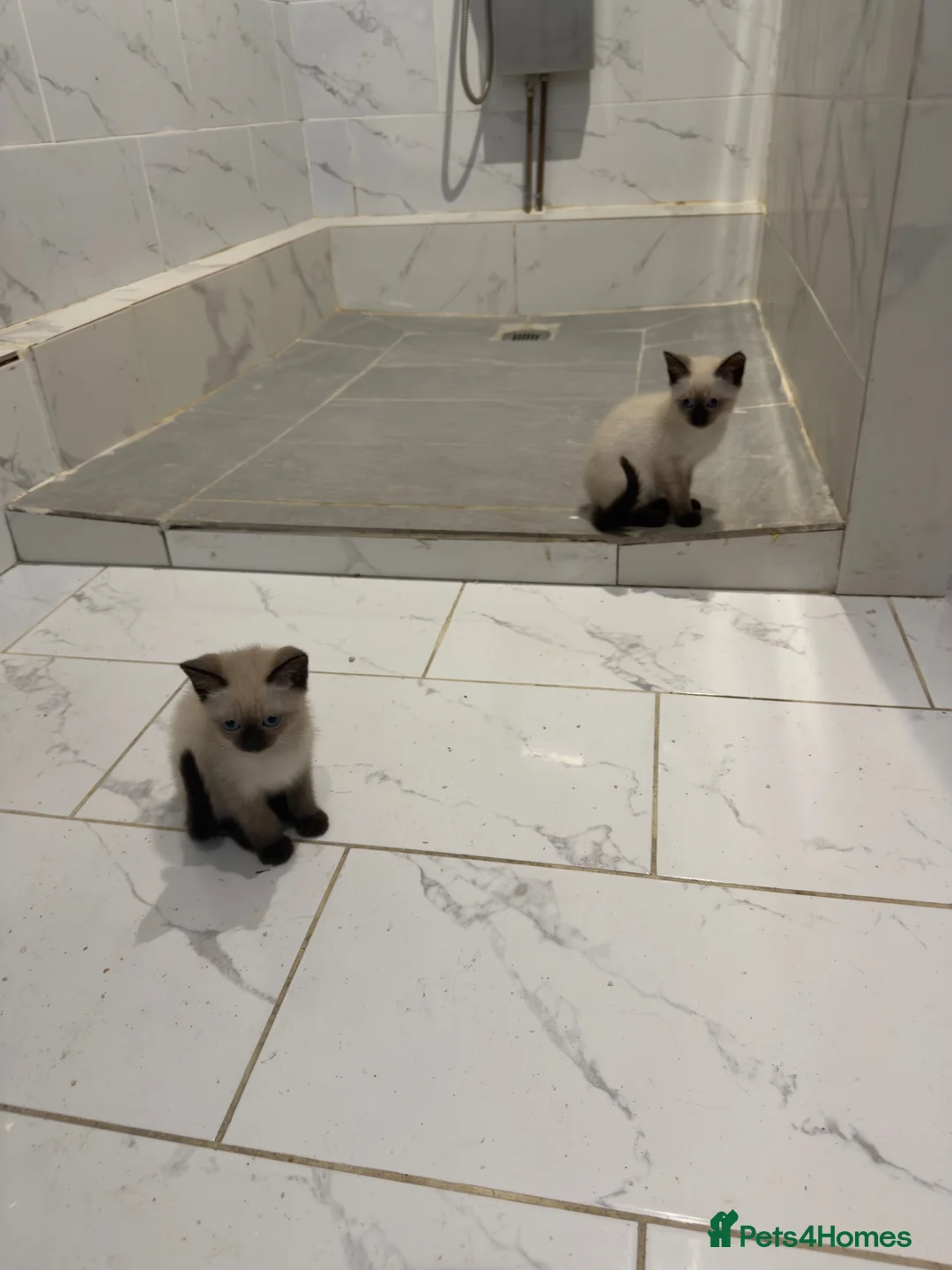 Mixed Breed cats for sale: BEAUTIFUL SIAMESE X SHORTHAIR KITTENS in London - Advert 1