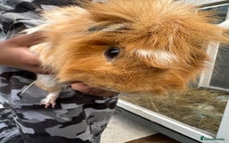 Guinea Pig rodents for sale: Male guniea pig - Advert 2