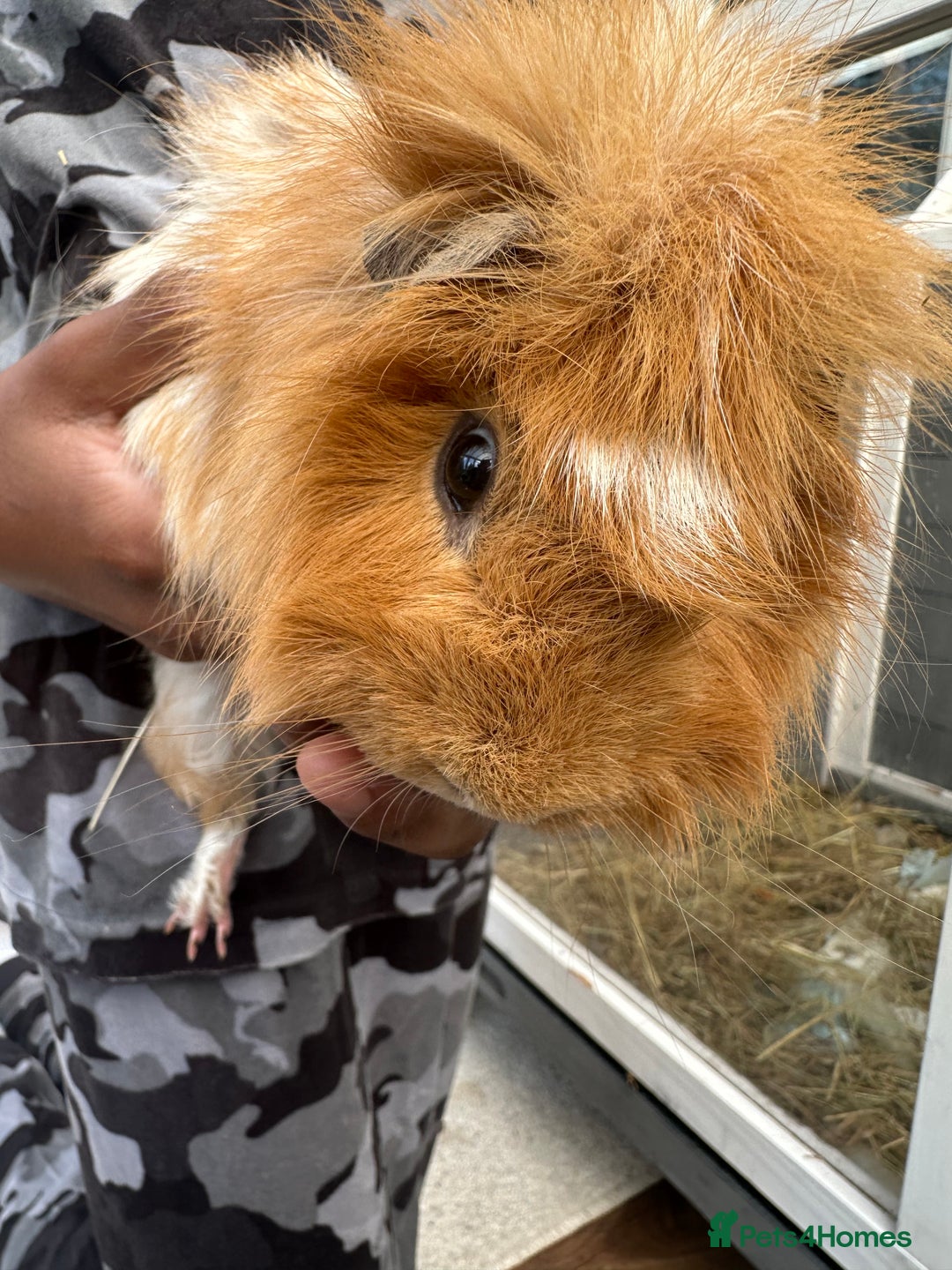 Guinea Pig rodents for sale: Male guniea pig - Advert 2