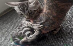 Bengal cats for sale: Breed quality silver bengal kittens 🐆💎🤍🩶🖤 - Image 5