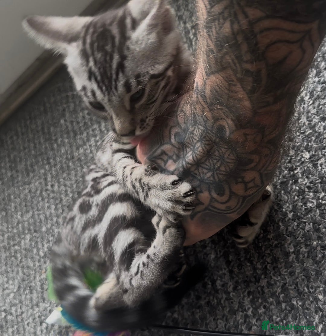 Bengal cats for sale: Breed quality silver bengal kittens 🐆💎🤍🩶🖤 - Image 5
