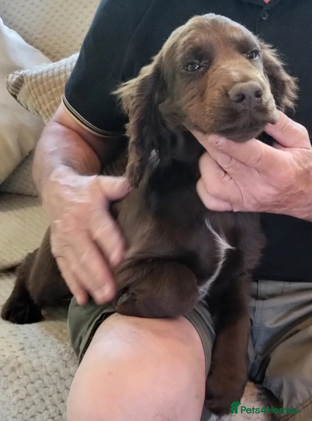 Cocker Spaniel dogs for sale: STUNNING COCKER SPANIEL PUPS  - Advert 2