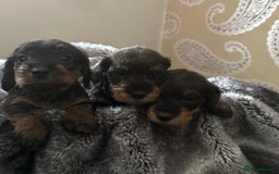 Dachshund dogs for sale: Mininature wirehaired dachshund  - Image 1