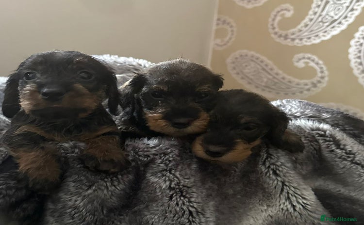 Dachshund dogs - Advert 1