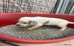 Cocker Spaniel dogs for sale: Two cocker spaniel litters for sale - Image 13