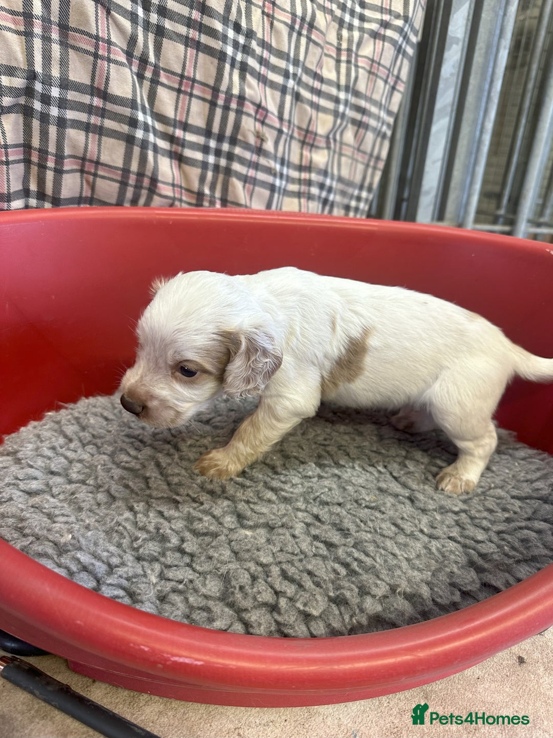 Cocker Spaniel dogs for sale: Two cocker spaniel litters for sale - Image 13