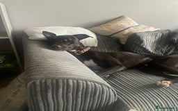 Mixed Breed dogs for sale: 12 month old Bull Lurcher - Image 1
