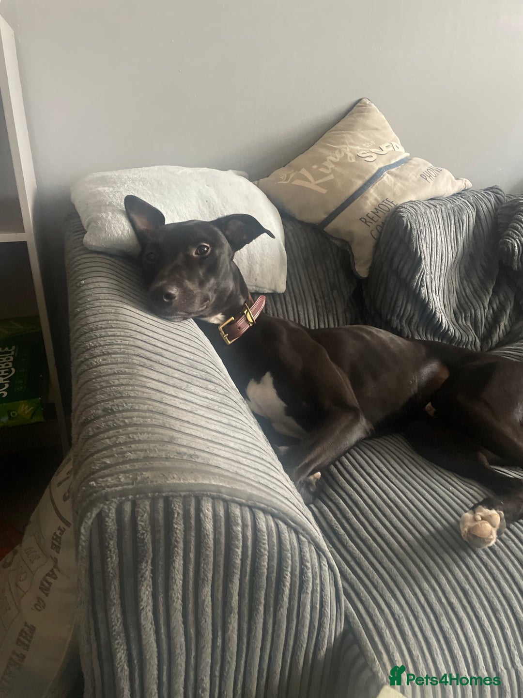 Mixed Breed dogs for sale: 12 month old Bull Lurcher - Image 1