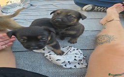 Mixed Breed dogs for sale: German Shepherd cross American bulldog puppies - Image 17