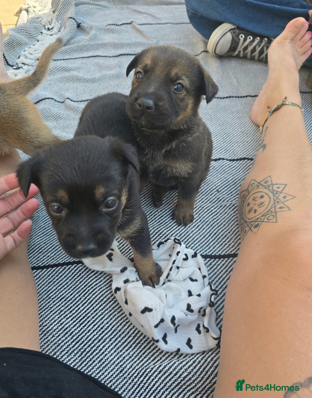 Mixed Breed dogs for sale: German Shepherd cross American bulldog puppies - Image 17