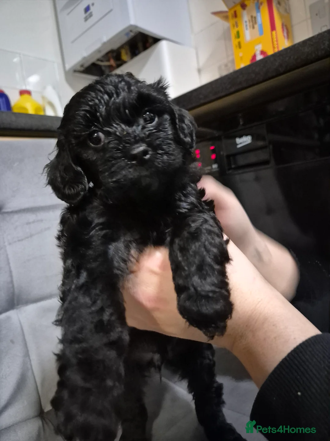 Cockapoo dogs for sale: 7 Cockapoo puppies - Advert 8