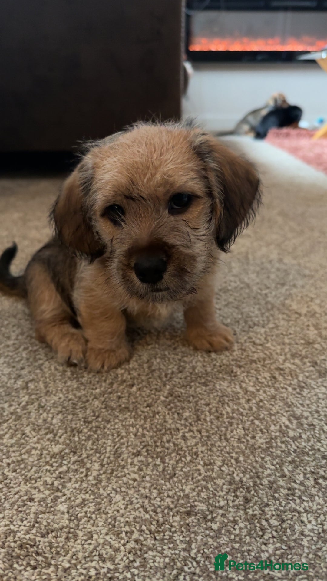 Mixed Breed dogs for sale: Dashi apso puppies  - Advert 9