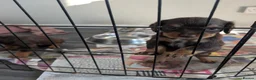 Cocker Spaniel dogs for sale: 4 stunning working cocker spaniels  - Advert 5