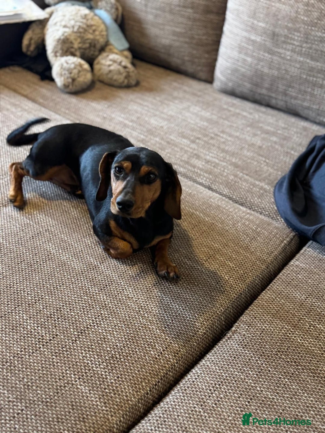 Mixed Breed dogs for adoption: Beautiful Mira needs a home - Advert 11