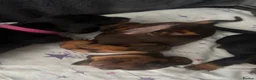 Miniature Dachshund dogs for sale: KC Registered miniature dachshund Puppies  in Rochester - Advert 6