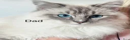 Ragdoll cats for sale: Female ragdoll  - Advert 11