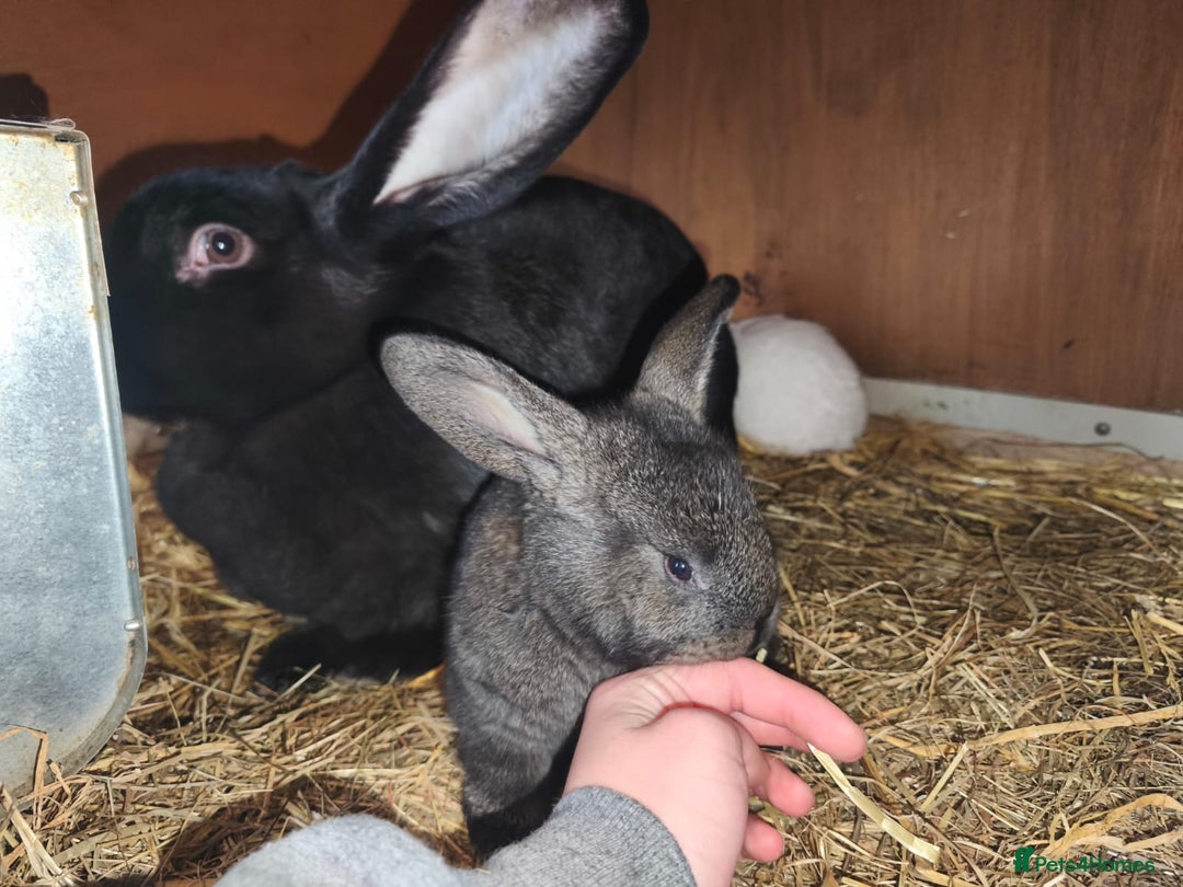 Continental Giant rabbits for sale: Continental giant baby rabbits - Advert 2
