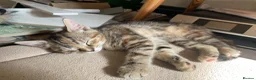 Mixed Breed cats for sale: 2 tabby girl kittens unusual colourings  - Advert 2
