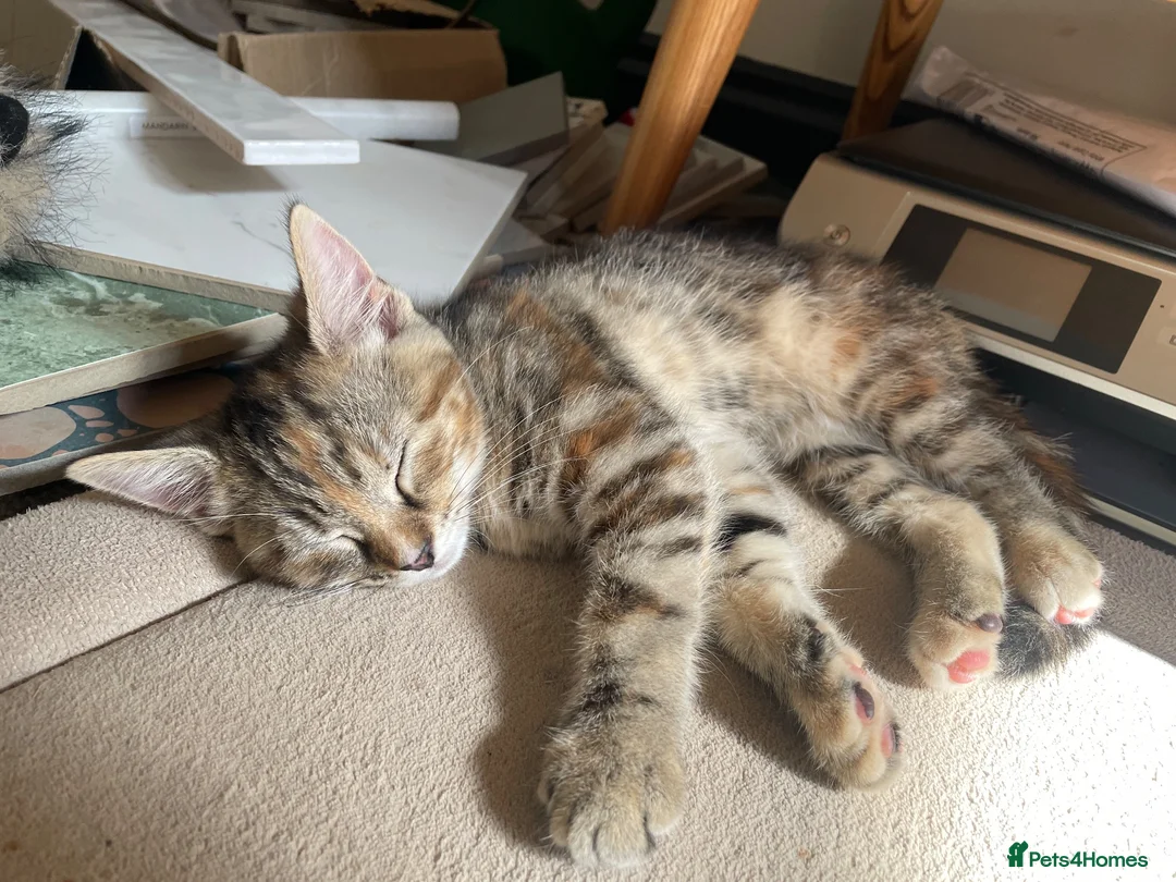 Mixed Breed cats for sale: 2 tabby girl kittens unusual colourings  - Advert 2