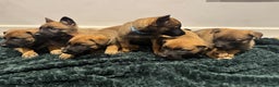Mixed Breed dogs for sale: Gorgeous GSD X Belgian Malinois Pups Available - Advert 3