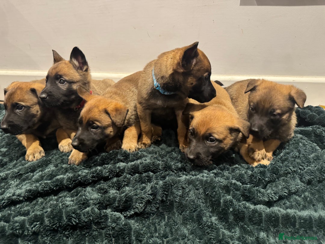 Mixed Breed dogs for sale: Gorgeous GSD X Belgian Malinois Pups Available - Advert 3