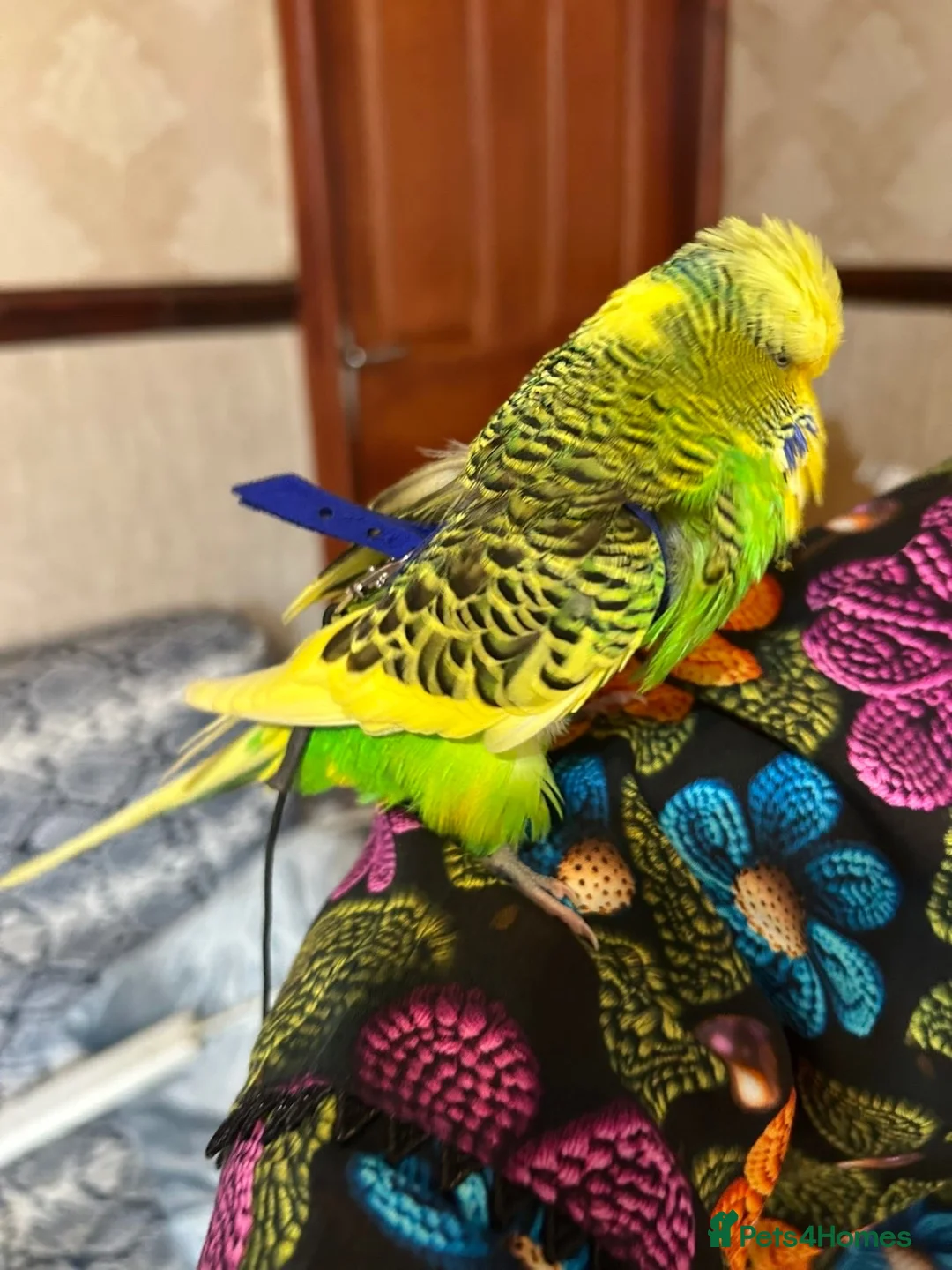 Budgerigars birds for sale: Harness trained English budgie - Advert 11