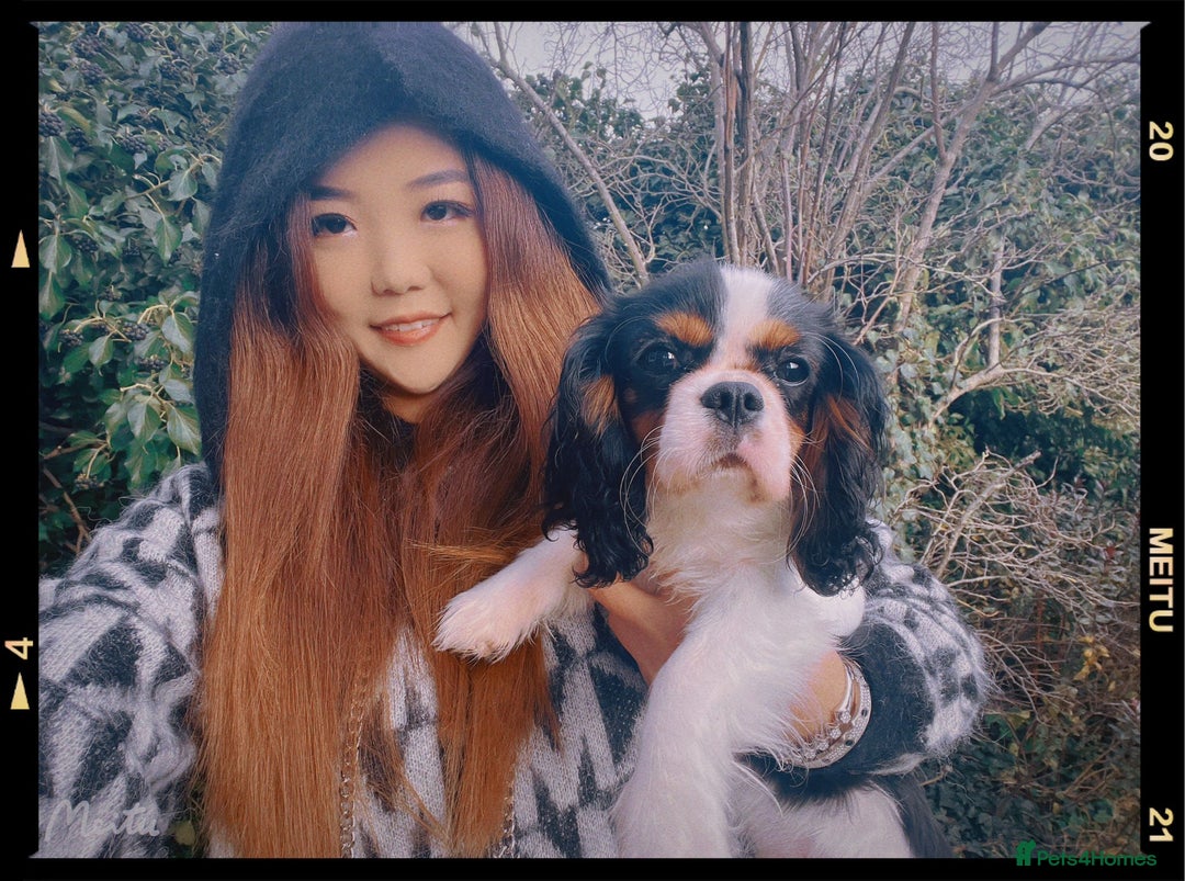Cavalier King Charles Spaniel dogs for sale: Cavalier Pups – 0.10% COI, Health Tested, KC Reg - Image 3