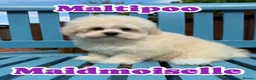 Maltipoo dogs for sale: Maltipoo puppies exceptional quality  - Advert 12