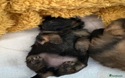 Mixed Breed dogs for sale: Stunning Toy Shihpoo Pom Puppies ready to reserve - Image 4