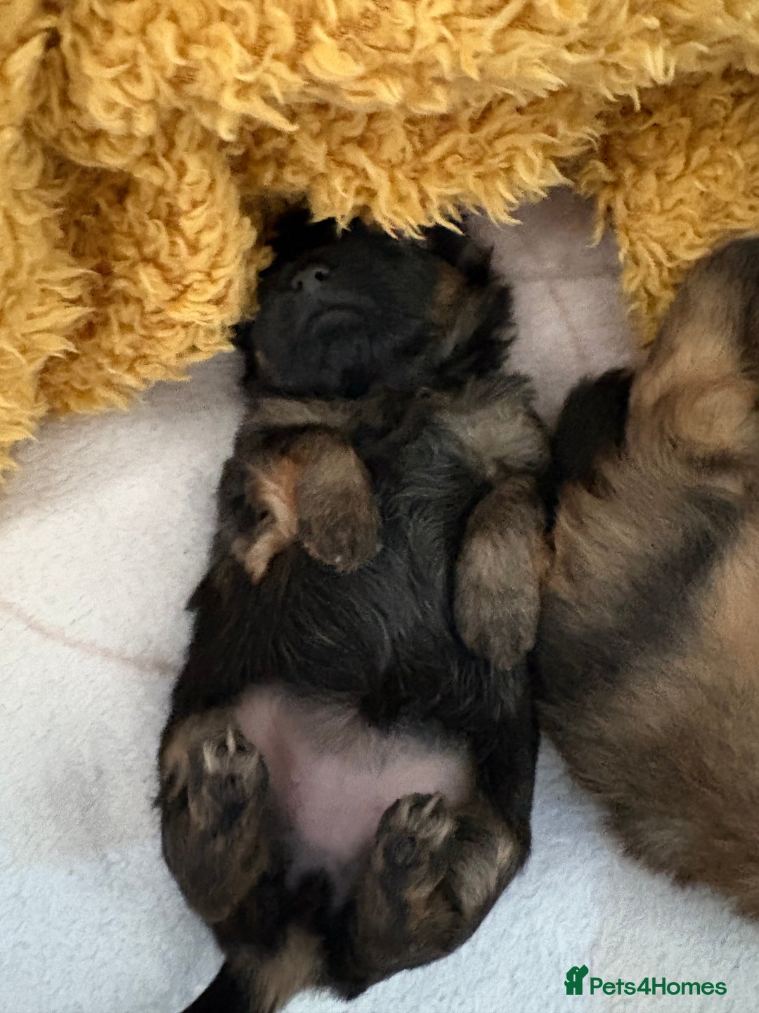 Mixed Breed dogs for sale: Stunning Toy Shihpoo Pom Puppies ready to reserve - Image 4