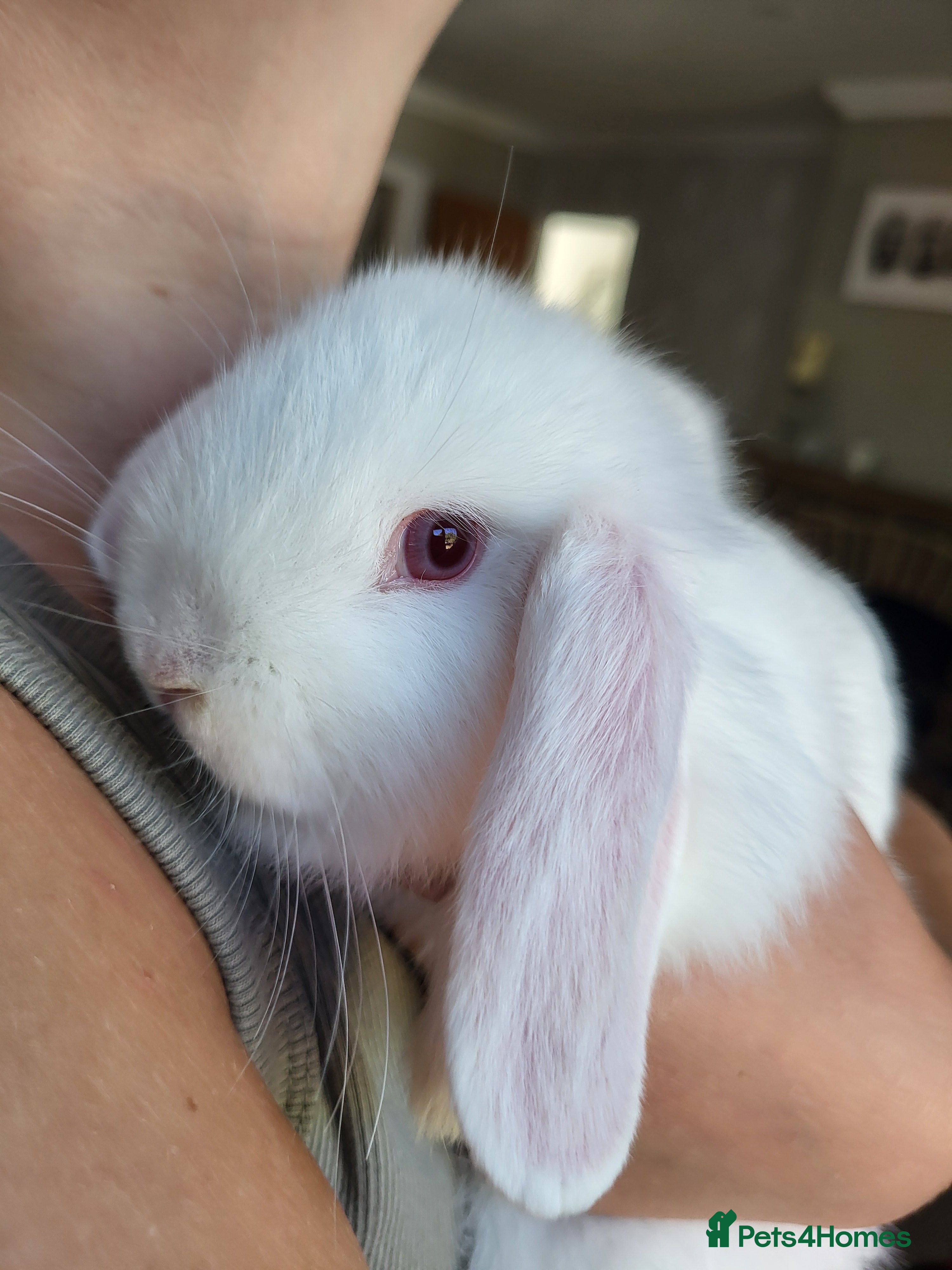 Mini Lop rabbits Mini Lop Bunnies ready for Leave female remaining  - Advert 2