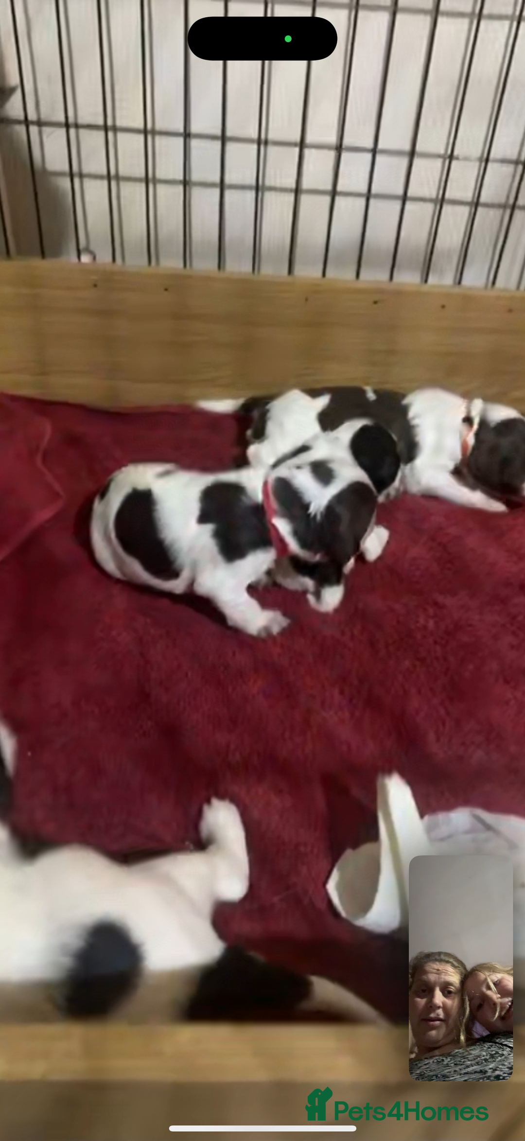 Sprocker dogs for sale: Sprocker puppies  - Advert 11