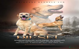 Labrador Retriever dogs for sale: KC Registered Labrador Retriever Puppies in Ross-on-Wye - Image 14