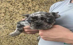 French Bulldog dogs for sale: Beautiful French bulldog puppies  - Image 12