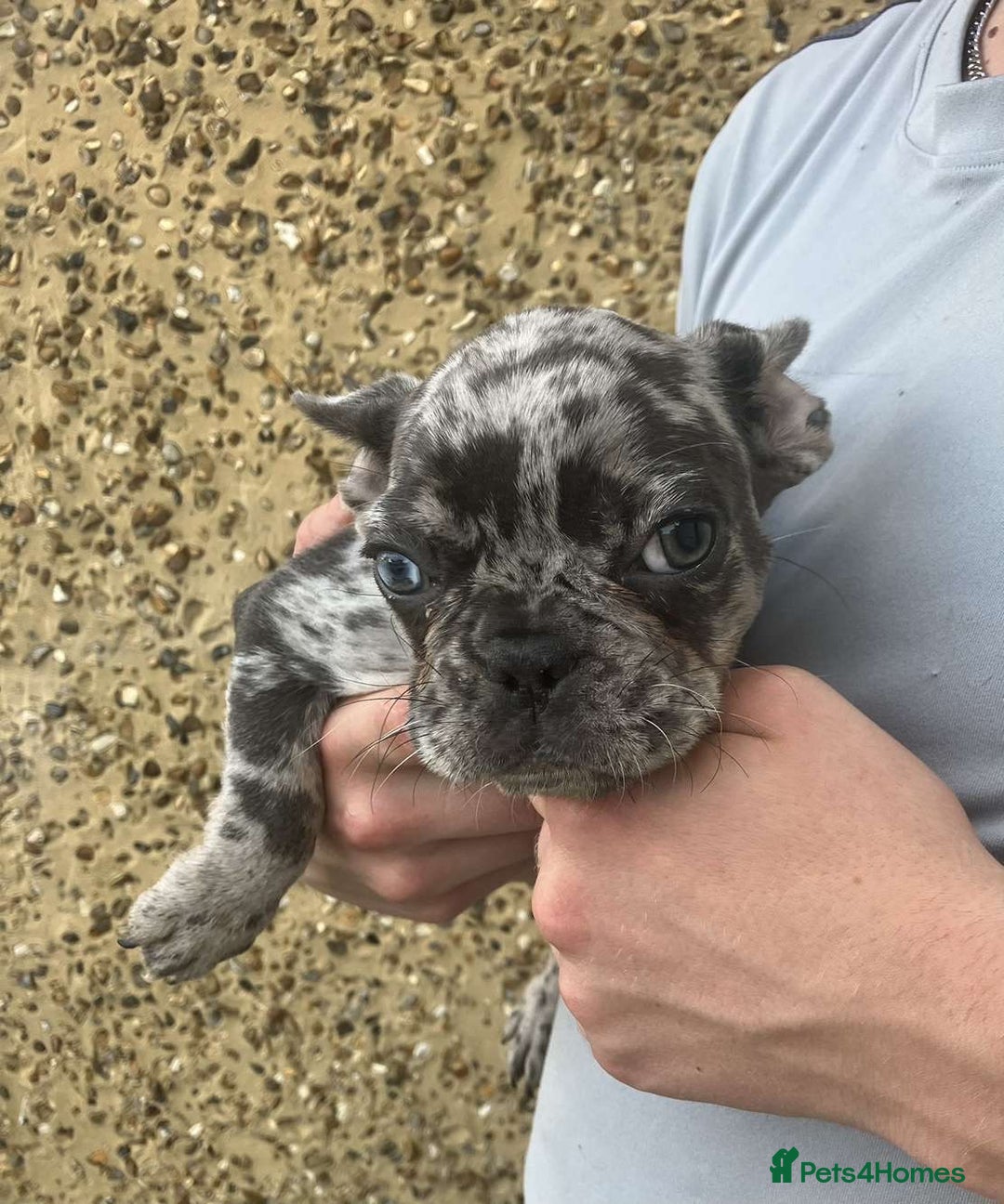 French Bulldog dogs for sale: Beautiful French bulldog puppies  - Image 12