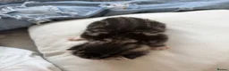 Mixed Breed cats for sale: 6 Absolutely Gorgeous Kittens!  - Advert 8