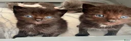 Ragdoll cats for sale: 1 Already reserved Fluffy Ragdoll Cross Kittens  - Advert 23