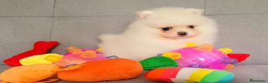 Pomeranian 4
