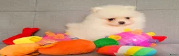 Pomeranian dogs for sale: Stunning KC Pomeranian Puppies for sale - Advert 27