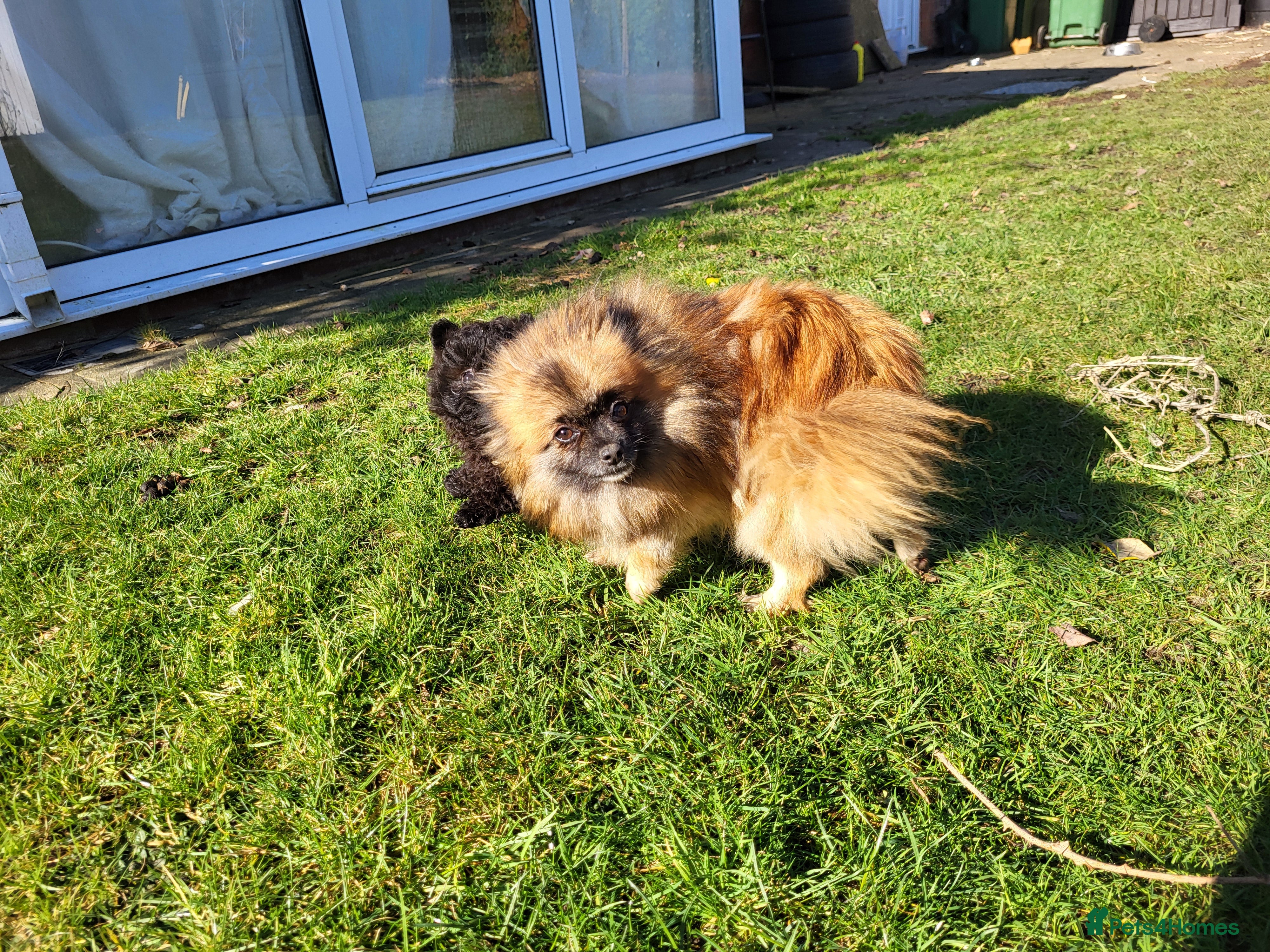 Pomapoo dogs Stunning Pomapoo Boys Looking for Love 🐾 - Advert 1