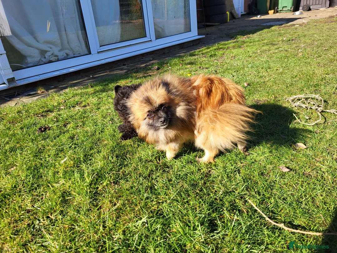 Pomapoo dogs for sale: Stunning Pomapoo Boys Looking for Love 🐾 - Advert 3