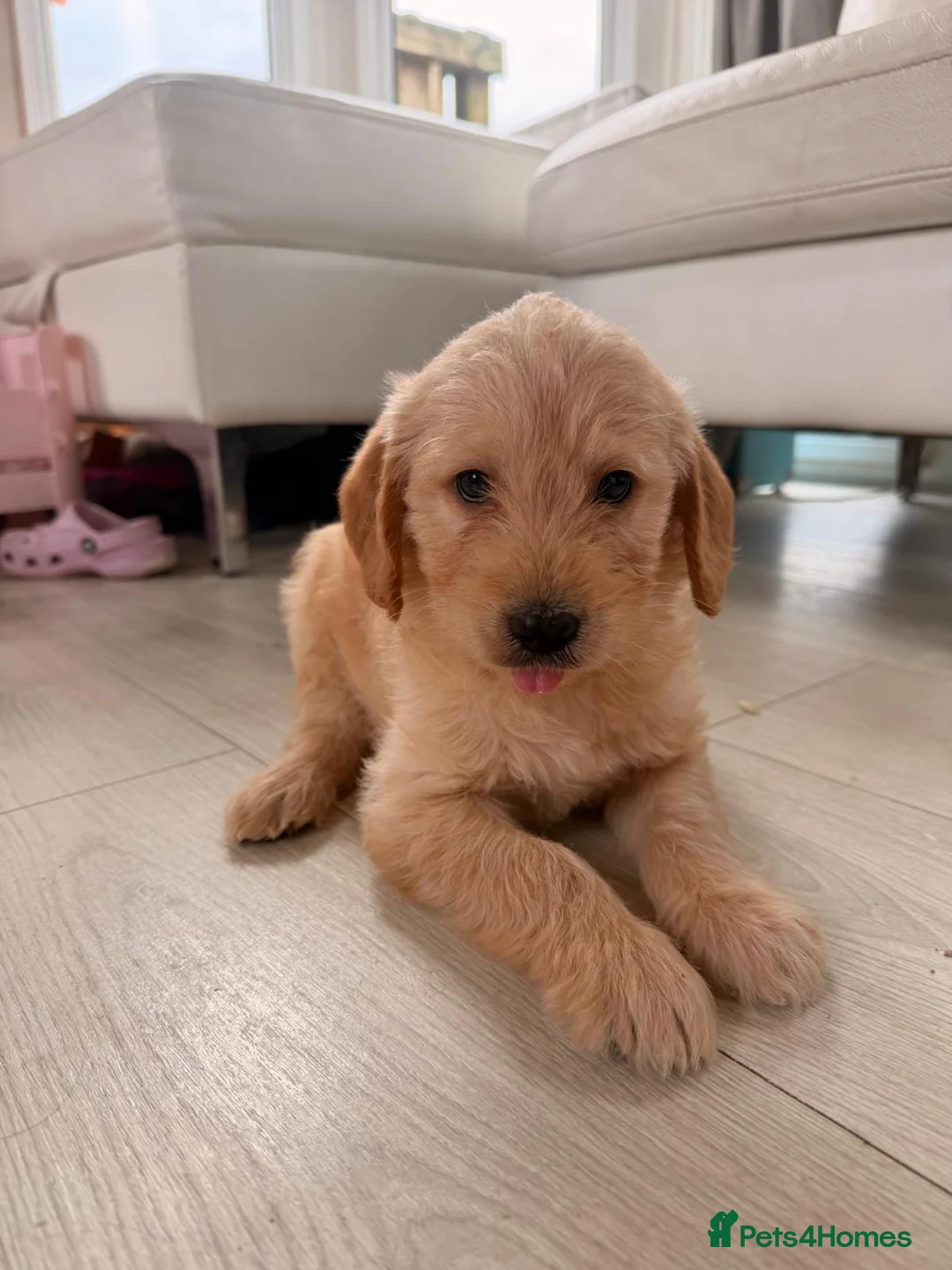 Labradoodle dogs for sale: Miniature Labradoodle puppies in Leyland - Advert 1