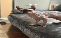 Sphynx cats for sale: Elf kitten for sale - Image 2