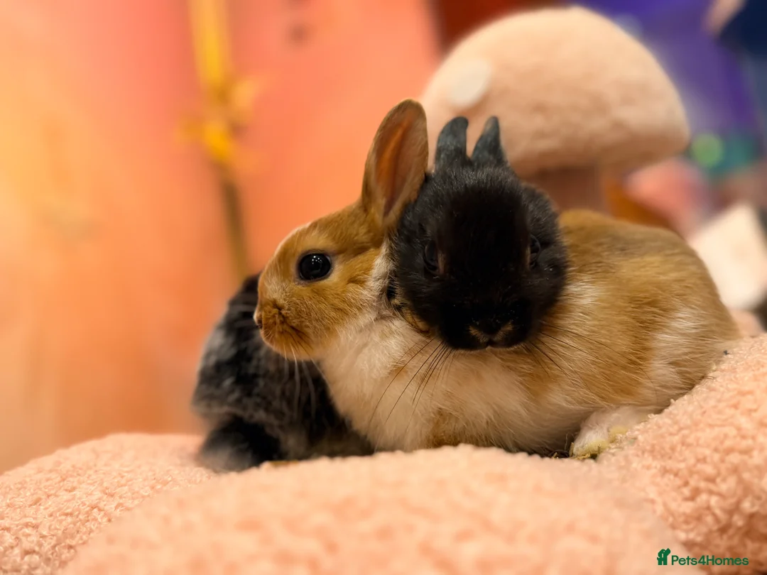 Netherland Dwarf rabbits for sale: Young Netherland dwarf Urgent need of rehoming  - Advert 25