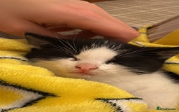 British Shorthair cats for sale: Cute and friendly kittens.  - Image 2