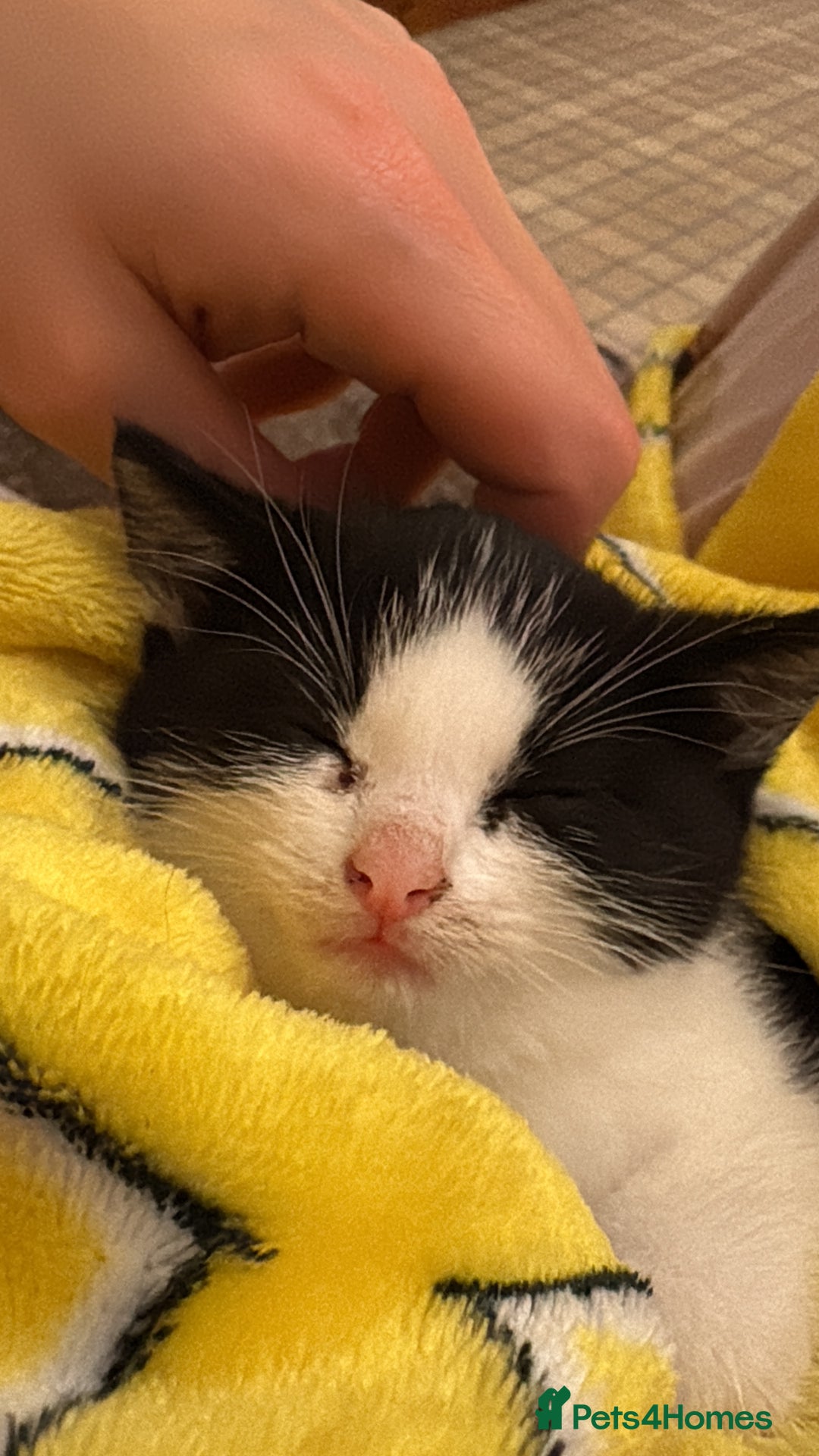 British Shorthair cats for sale: Cute and friendly kittens.  - Image 2