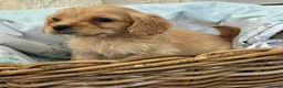 Cockapoo dogs for sale: Beautiful F1b cockapoo puppies  - Advert 8